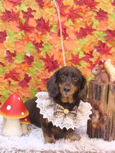 20241130ミロくん